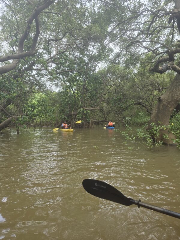 Backwater Kayaking - Image 11