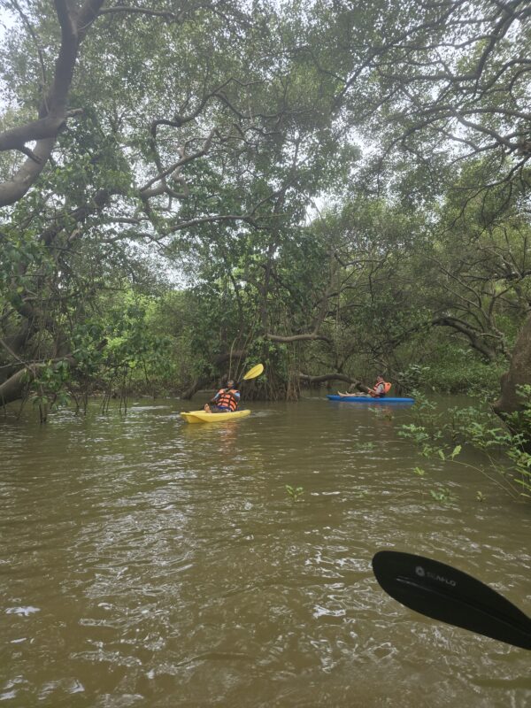 Backwater Kayaking - Image 10
