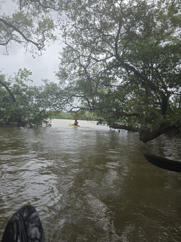 Backwater Kayaking - Image 9