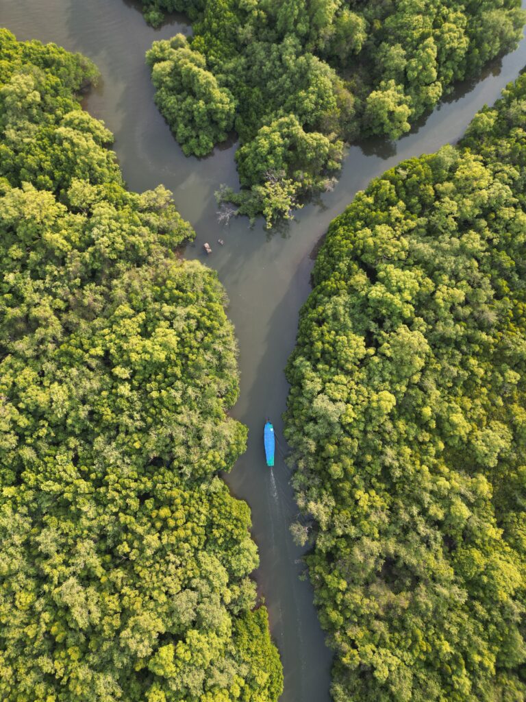 Mangrove Boat Ride