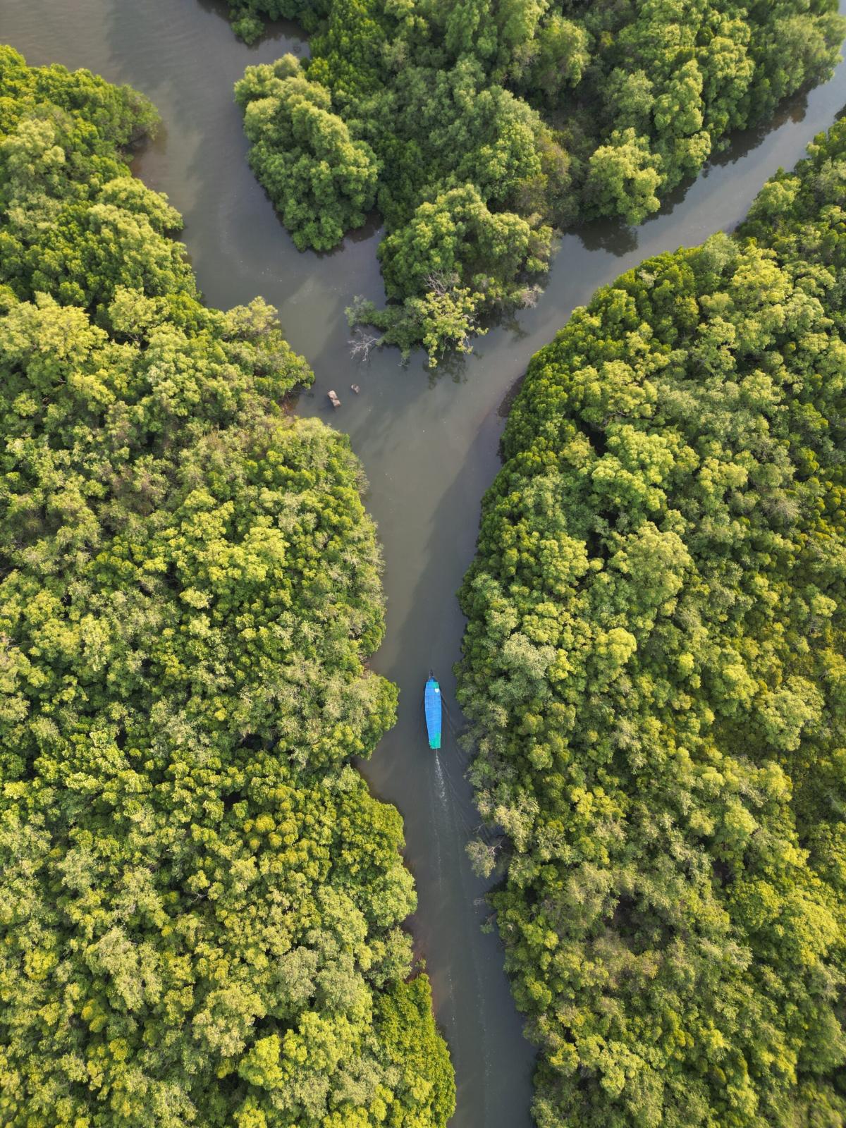 Mangrove Boat Ride