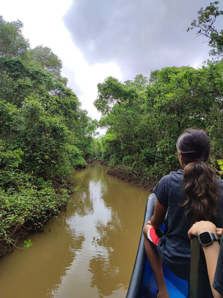 Mangrove Boat Ride