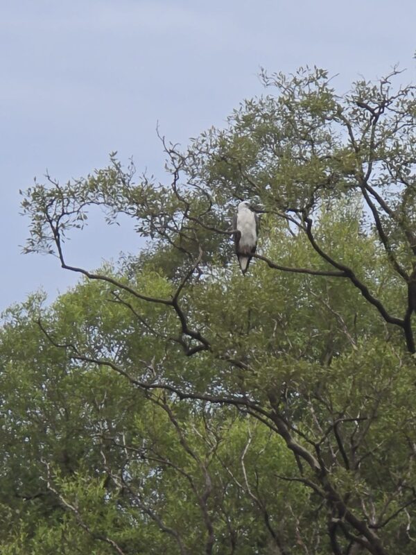 Backwater Kayaking - Image 8