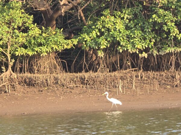 Backwater Kayaking - Image 12