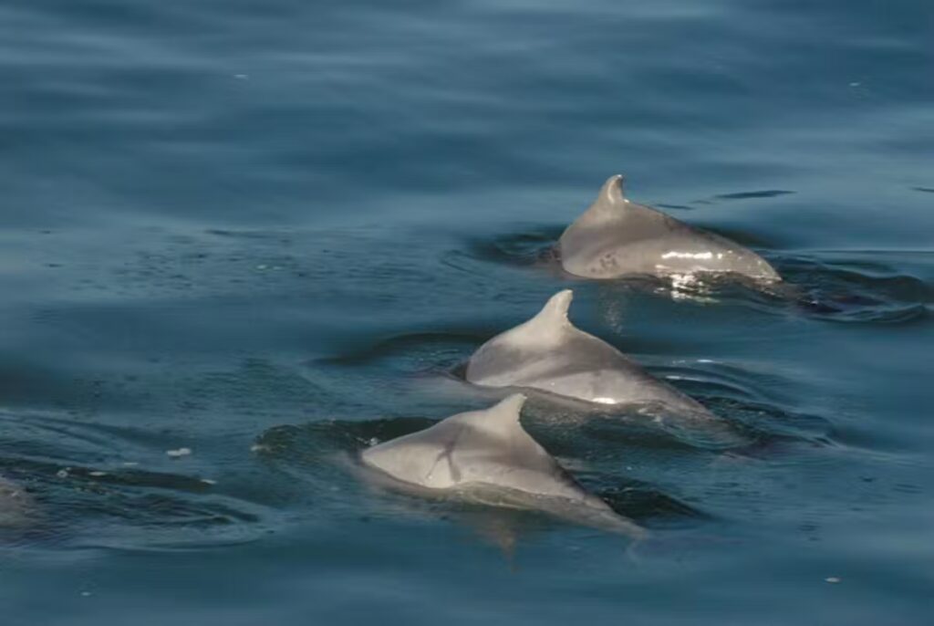 Dolphin boat goa