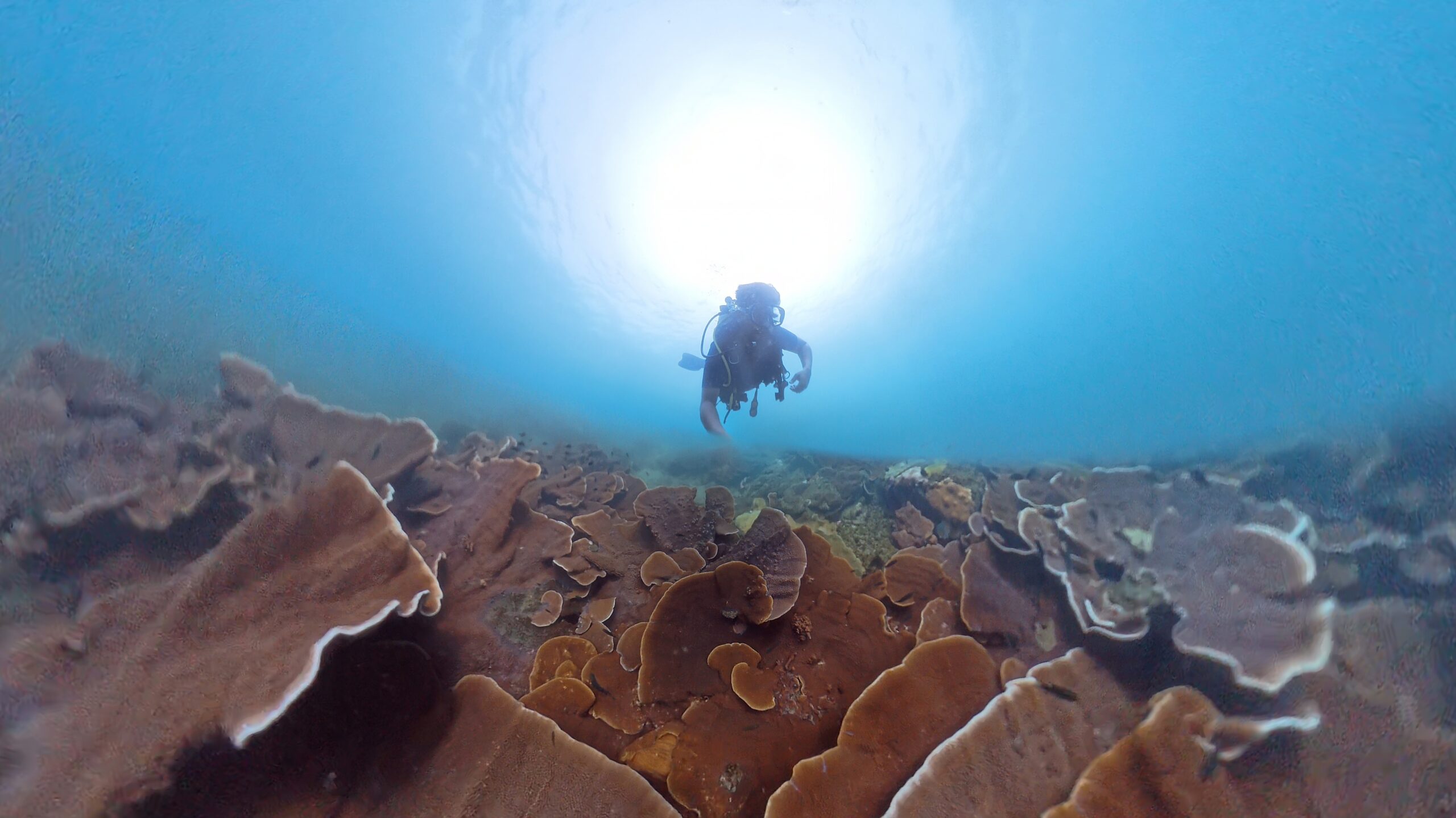 Scuba diver over coral reef in Goa