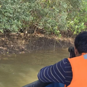 Mangrove Boat Ride