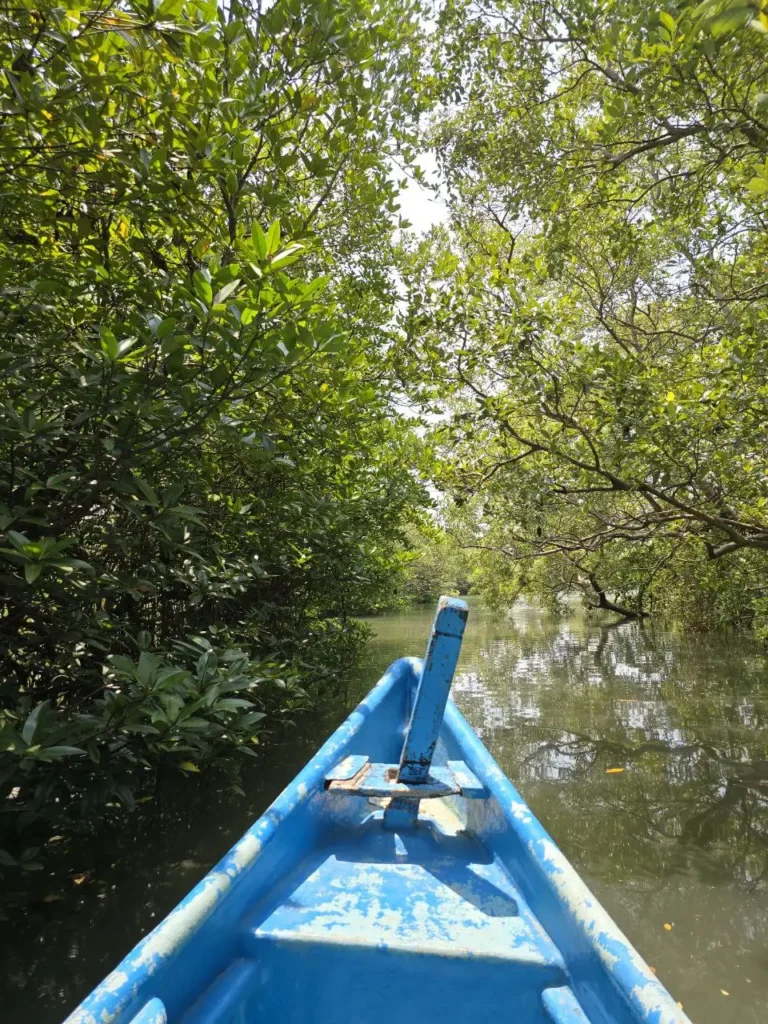 Mangrove Boat ride