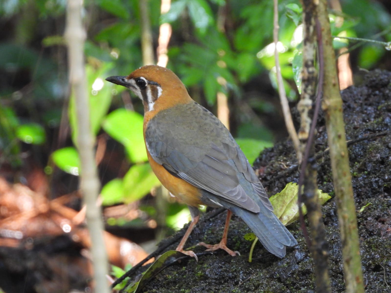 Bird spotting Goa