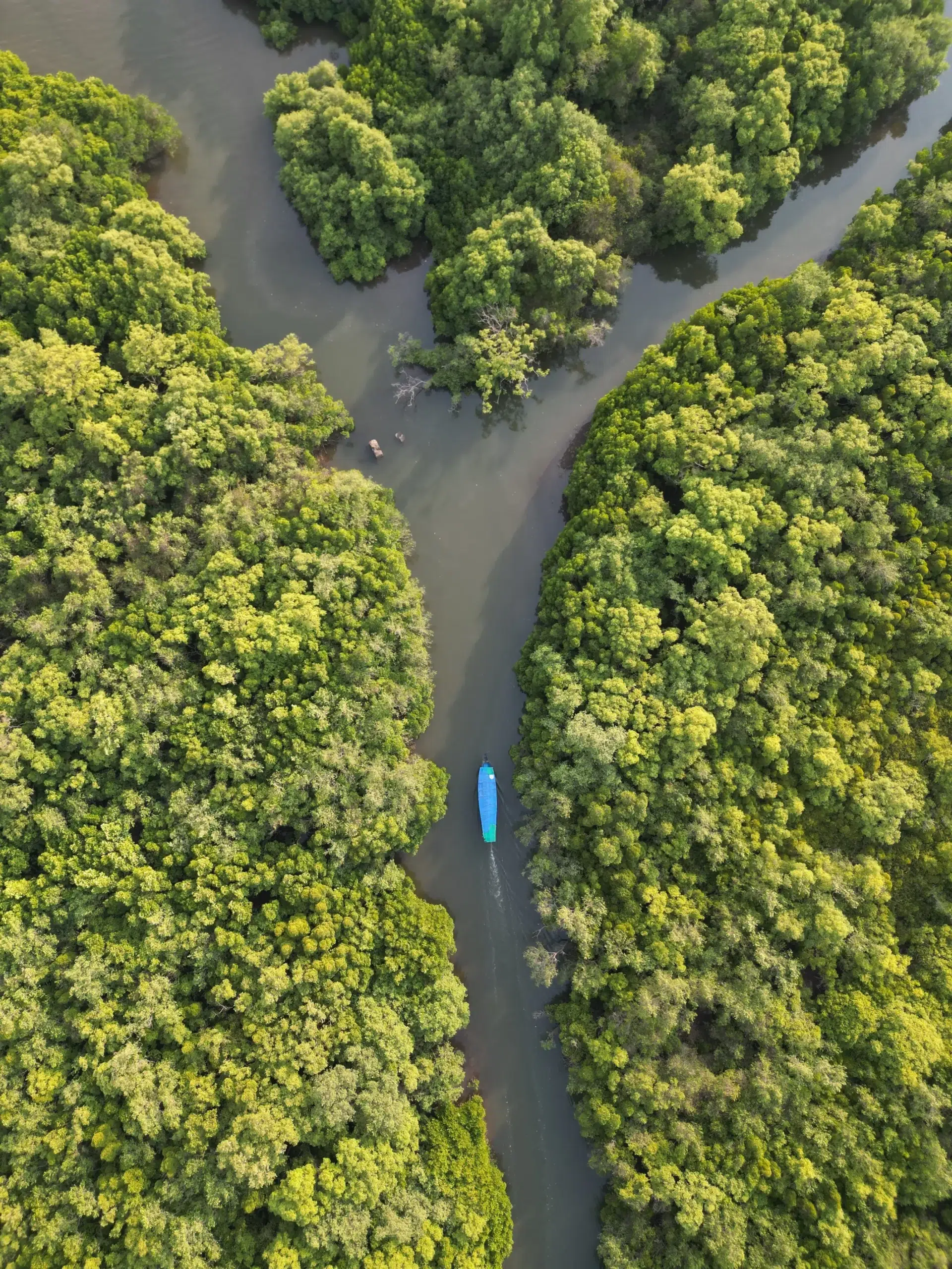 Mangrove Boat Ride