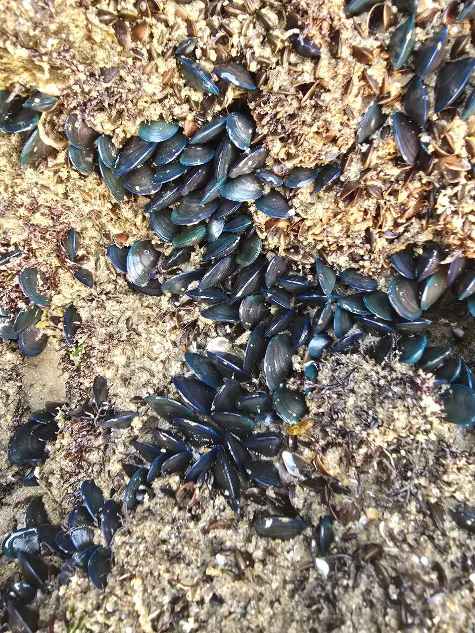 Shore walk and beach hike in Goa