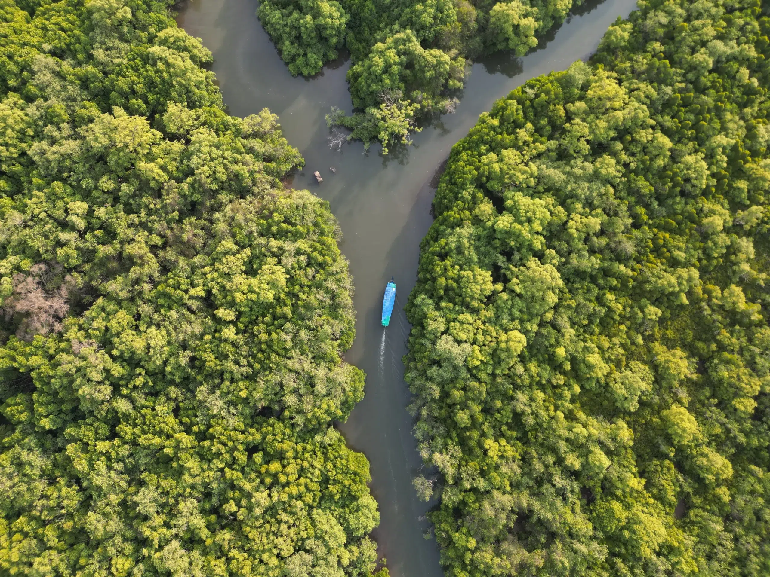Mangrove Boat Ride