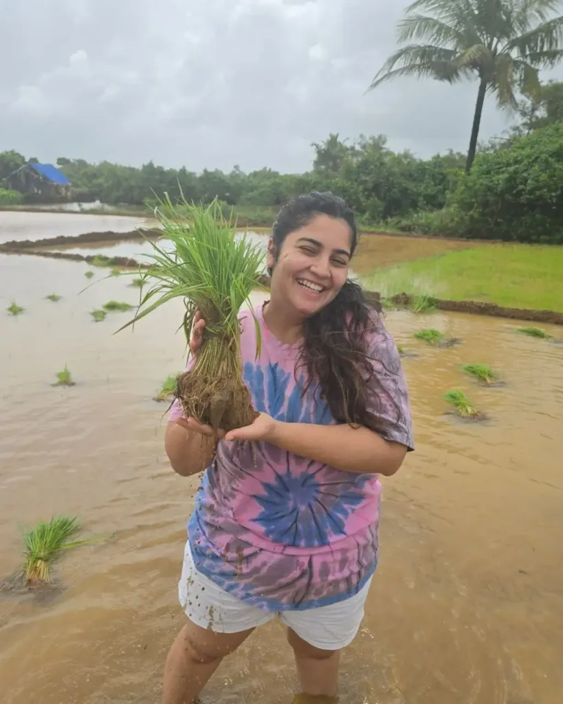 rice transplantation