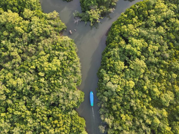 Mangrove Boat Ride