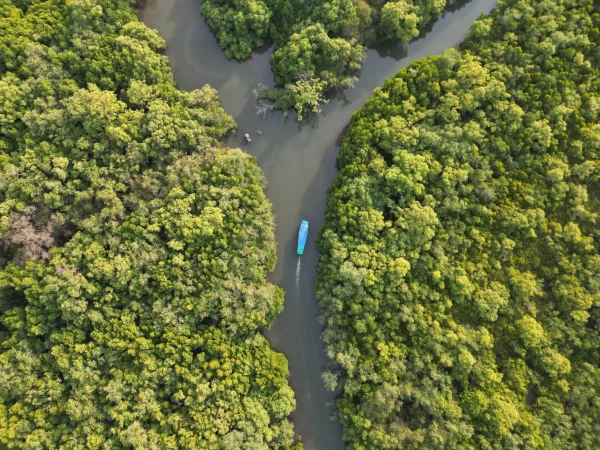 Mangrove Boat Ride